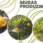 MUDAS PRODUZINDO 1