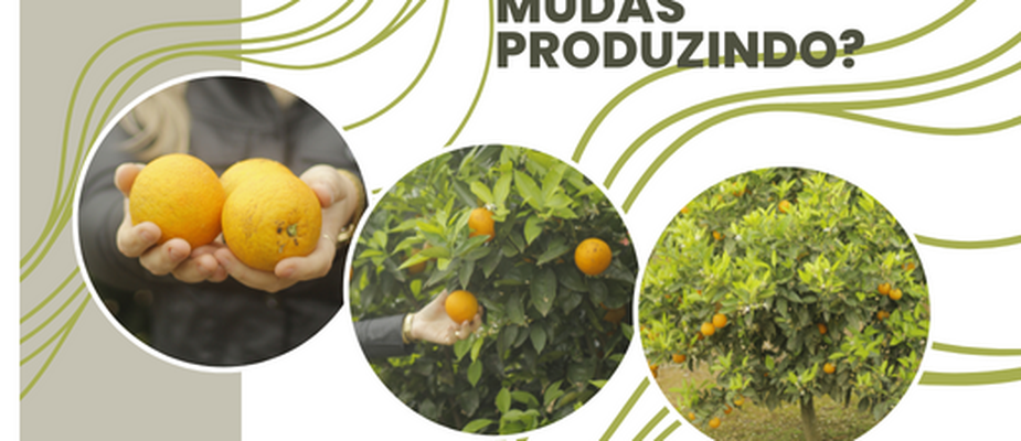 Mudas Produzindo Mudas Produzindo
