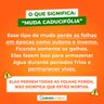 caducifolia