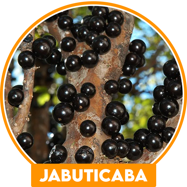 jabuticaba