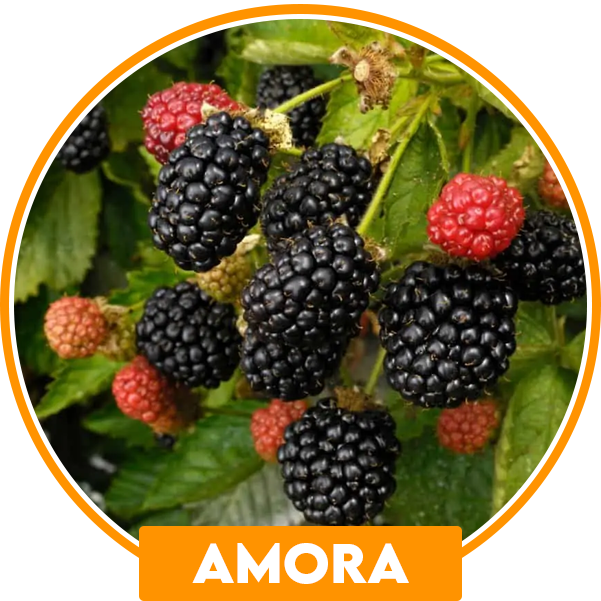 Gardencitrus - Gardencitrus