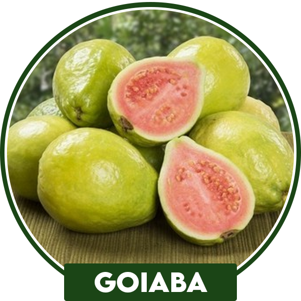goiaba
