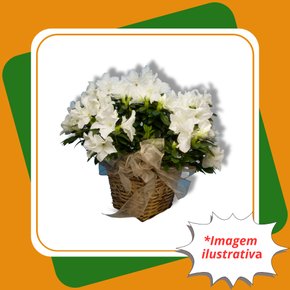 azaleia renda branca