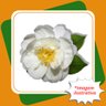 camelia japonica branca