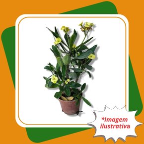 coroa de cristo amarela