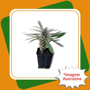 palmeira de madagascar