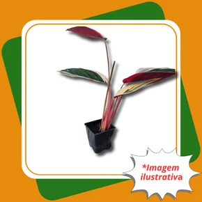 philodendron triostar