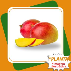 planta de manga rosa