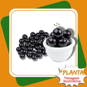 planta jabuticaba gg