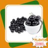 planta jabuticaba gg