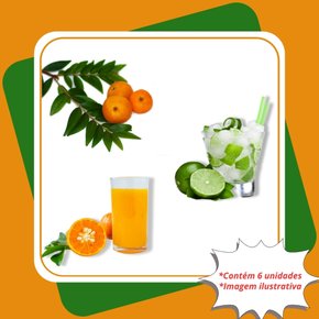 kit mudas 1 uvaia 2 laranja bahia 3 limao galego