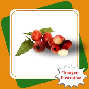 Ameixa de Natal