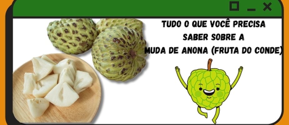 Tudo o que você precisa saber sobre a Muda de Anona (Fruta do Conde)