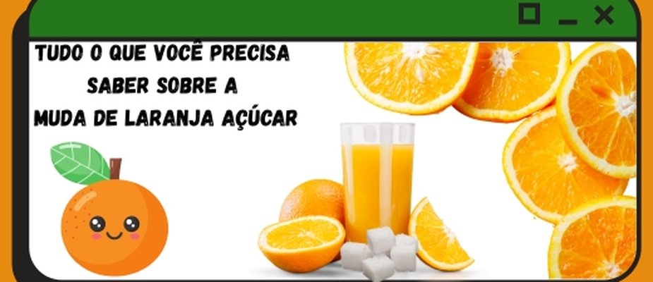 Tudo o que você precisa saber sobre a Muda de Laranja Açúcar Tudo o que você precisa saber sobre a Muda de Laranja Açúcar