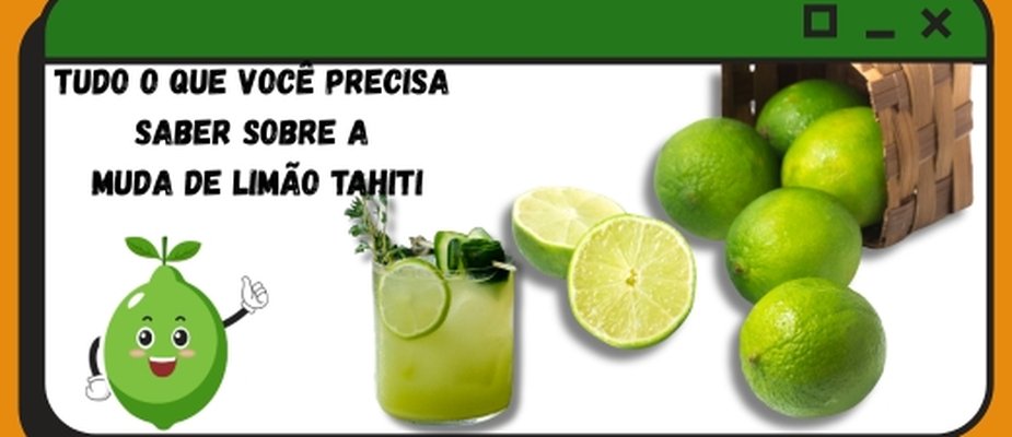 Tudo o que você precisa saber sobre a muda de Limão Tahiti