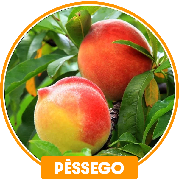 pessego