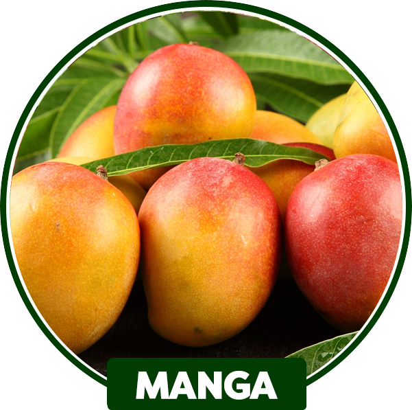 manga