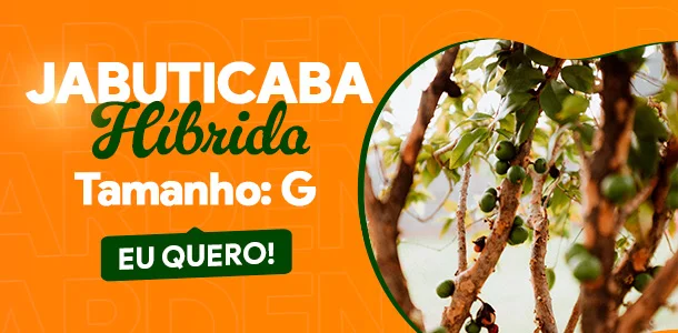 jabuticaba